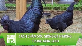 Kỹ thuật nuôi gà H’Mông cho năng suất và hiệu quả cao