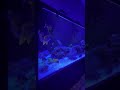 Chill vibes only for this aquarium