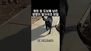 &quot;뭐야 이건 감동이잖아..&quot; 댕댕이 발자국에 숨겨진 사연