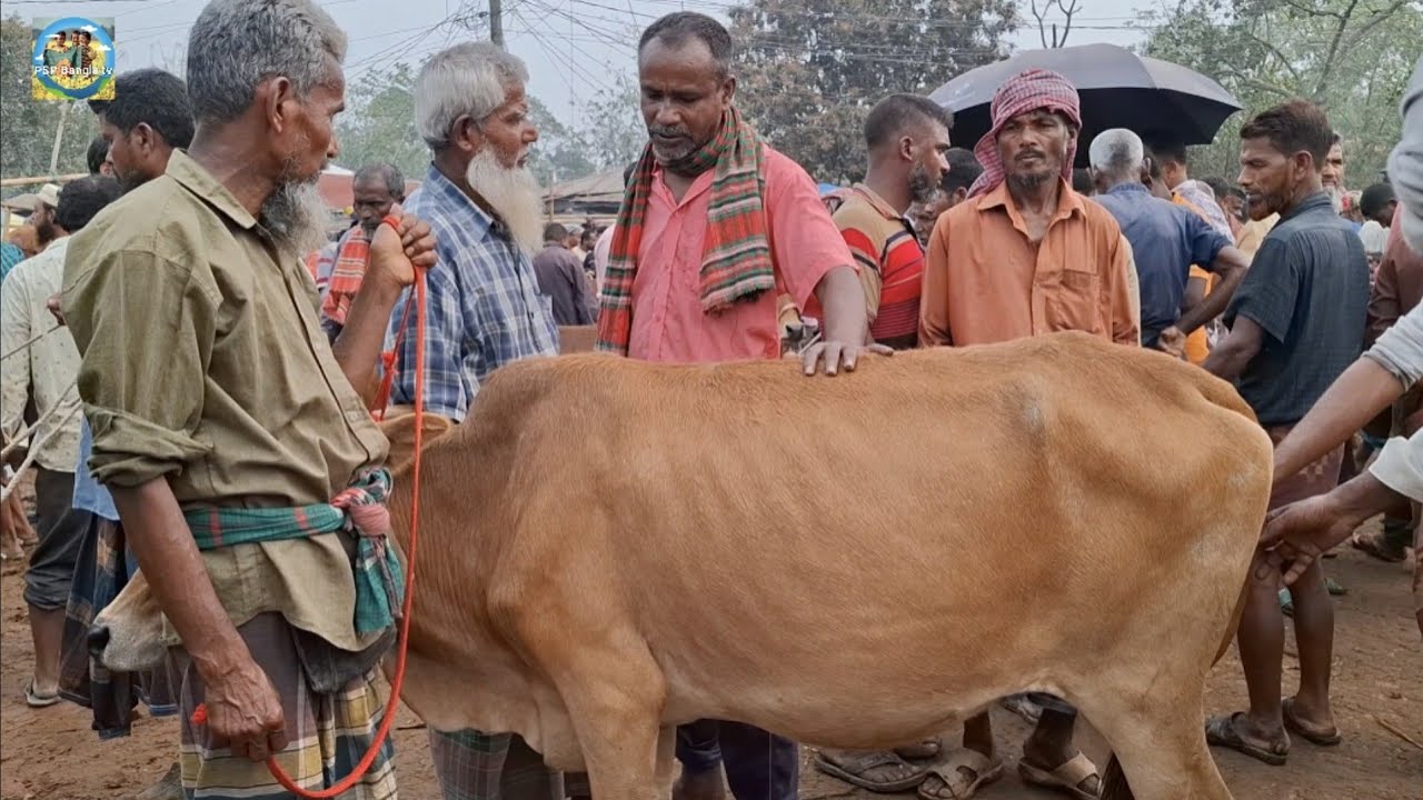 @ ৮/৩/২০২৬|| পালার গাভী গরুর দাম কাহারোল হাটে||