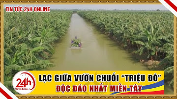 Lần đầu chiêm ngưỡng vườn chuối kỳ lạ triệu đô ở miền tây