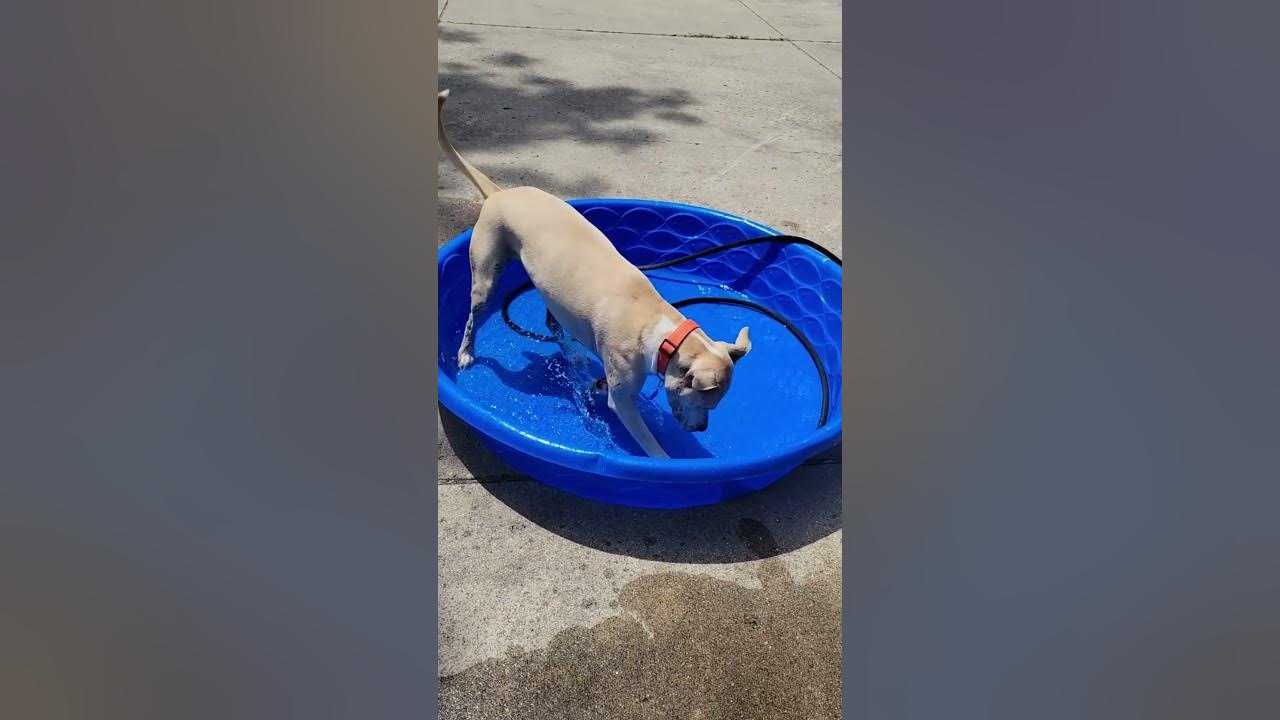 My Rescue Dog Has Fun in Pool. For A Laugh Wait Until The End 😂 YouTube
