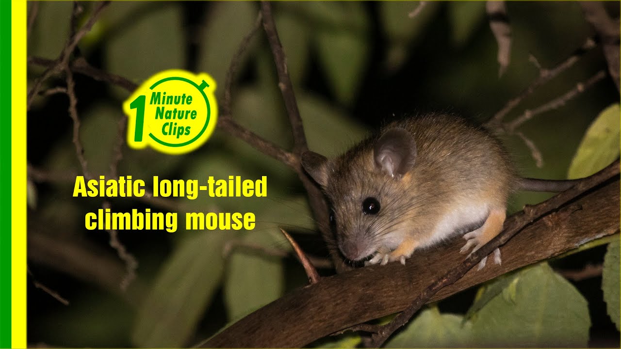 Asiatic long tailed climbing mouse from mudumalai wildlife sanctuary YouTube