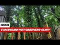 Bandung Indonesia, 4K Walking Tour: Tamansari Wet Greenery Glow