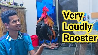 Ultimate Rooster Crowing Compilation 2026 | Real Farm Morning Alarm Sound Effect (HD)