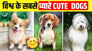 10 Cutest Dogs 🐶 in the World ! ये हैं दुनिया के सबसे प्यारे कुत्ते!