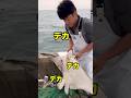 水族館サイズの『エイ』が沢山入ってました😂‼️ #船長の日常