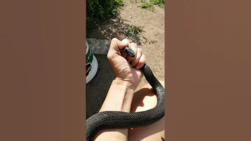 Смотри кого поймала  ☠😱☠   гадюка