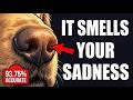 Your Dog Felt Your Sadness Before You Showed It — You've Never Seen This