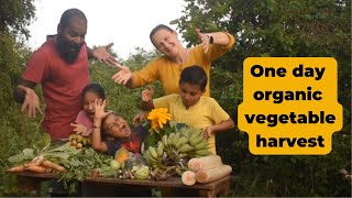 Tasting the veggies of our organic garden: our journey to self sustainability