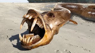 10 Craziest Sea Monsters Found On The Beach