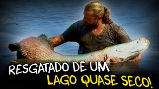 RESGATE EXTREMO: SALVANDO PIRARUCUS NO LAGO DO TERROR!