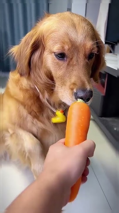 I Am My Dog A Carrot To Eat Why Can t I Eat It What Does Piggy i-am-my-dog-a-carrot-to-eat-why-can-t-i-eat-it-what-does-piggy