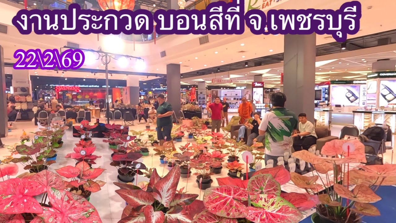 งานประกวดบอนสีที่ จ.เพชรบุรี 22\2\69