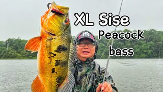Hujan Lebat Dating dengan MR Wong ｜XL Peacock Bass |Casting|Ultra Light Fishing Game