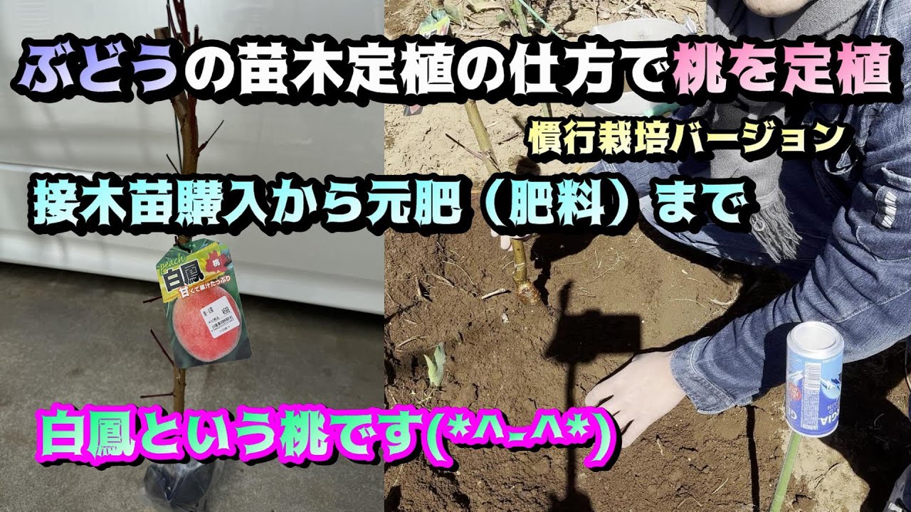 Planting peaches using the same method as grape saplings