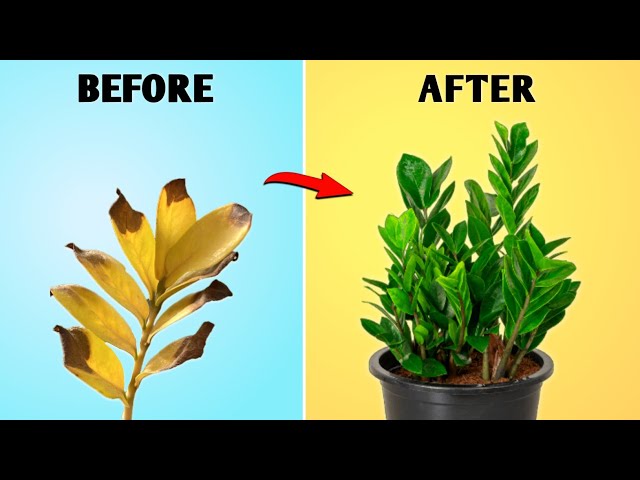 DO THIS! - Your ZZ Plant Will Grow Fast! // Zz Plant Care Tips // Zamioculcas  zamiifolia - YouTube