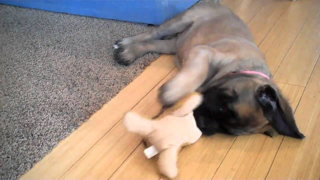 8 week old mastiff