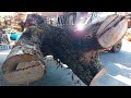 #116【製材】vs三つ股の巨木「栴檀センダン」【lumbering】 Three-pronged giant tree [Chinaberry]