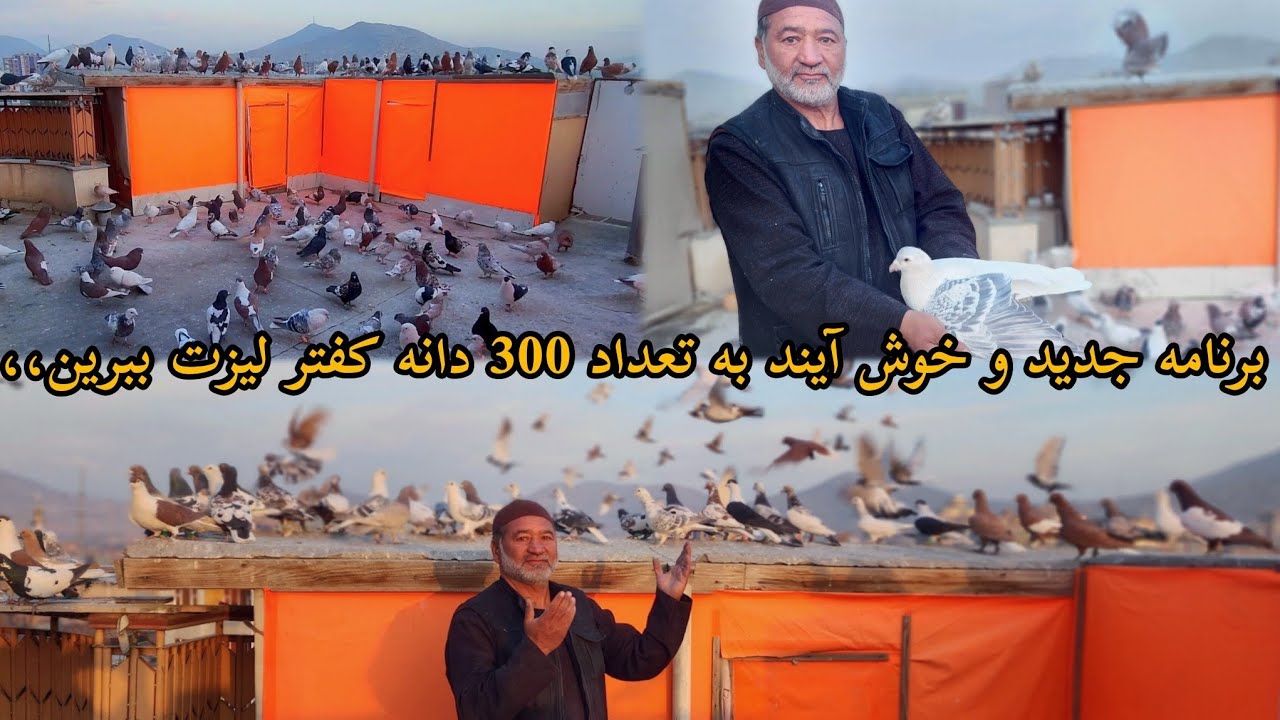 برنامه های جدید ماما شاه حسین  هم وطن های عزیز همه بيننده باشيد  بتداد 3oo کفتر واوا،،✨️