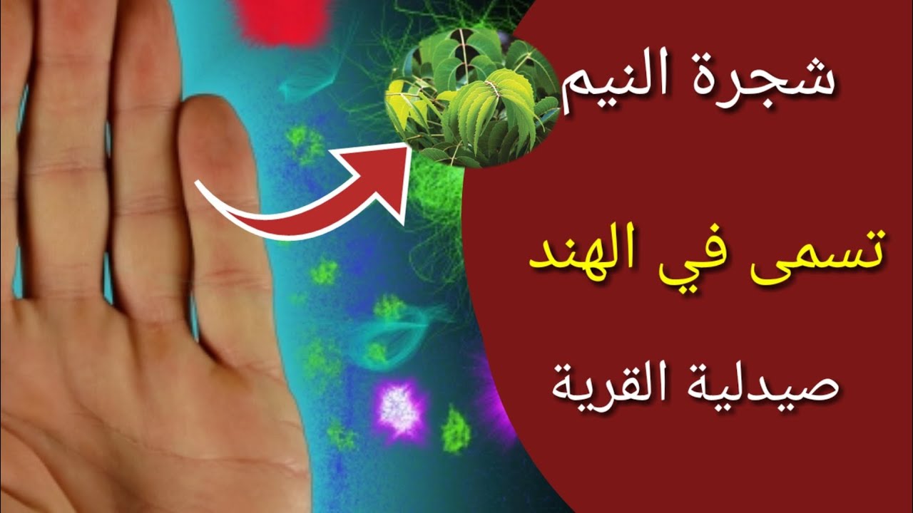 هذه هي شجرة نيم التي تسمى في الهند صيدلية القرية لخصائصها المدهشة في ...