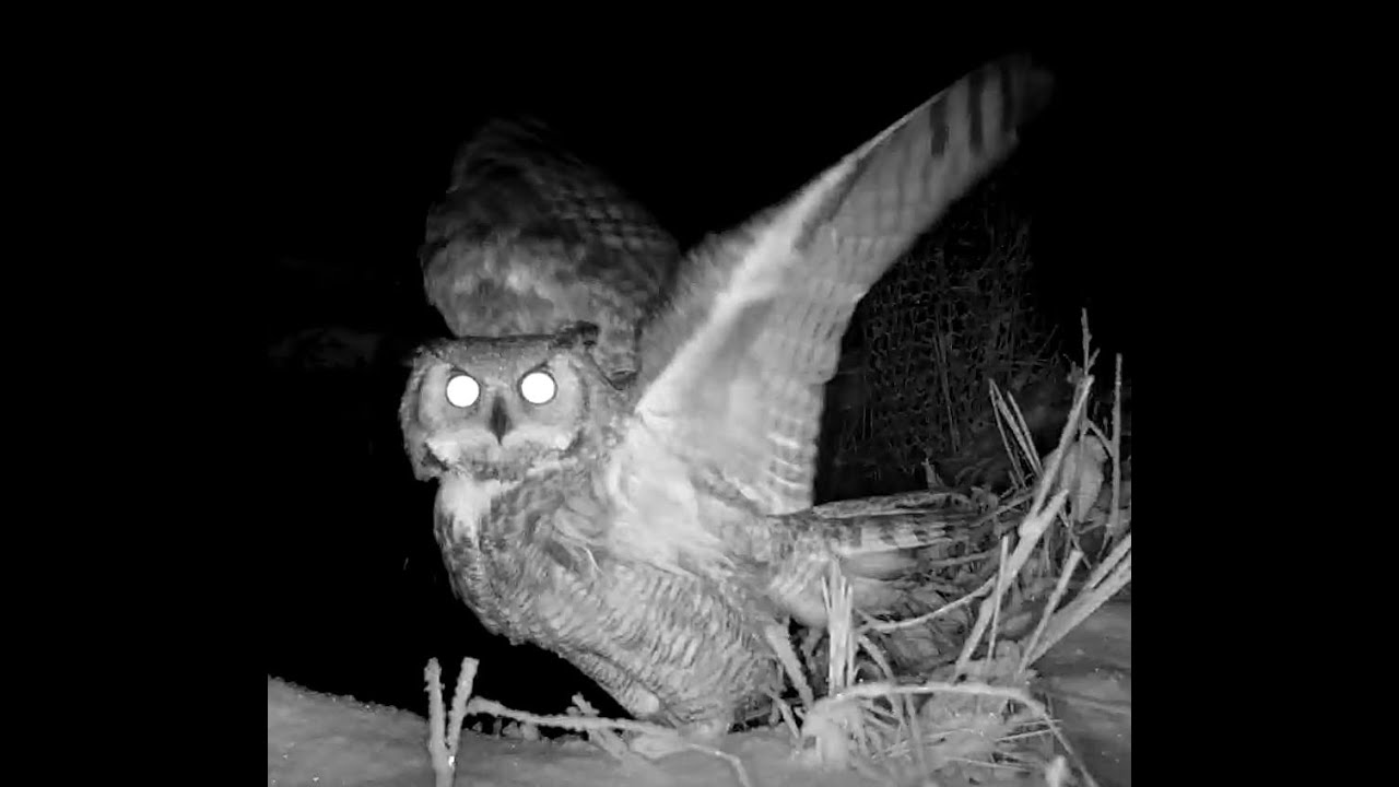 Great horned owl Wildcat Hills Nebraska 12 2 23 1124pm YouTube