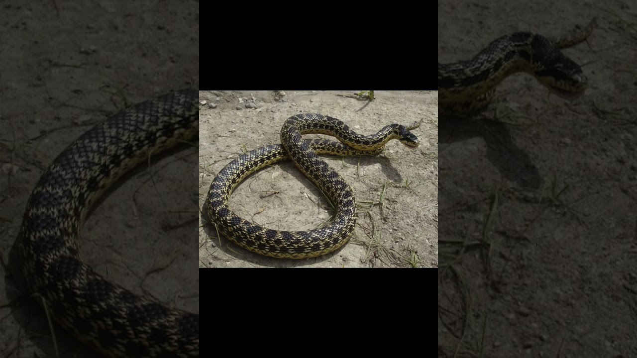 Сарматский полоз, или Палласов полоз