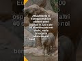 Il Portogallo apre il primo santuario europeo per gli elefanti