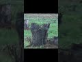 Baby elephant rescued from well. | Amazing wildlife videos | 井戸から救出されたゾウの赤ちゃん。 | |素晴らしい野生動物のビデオ