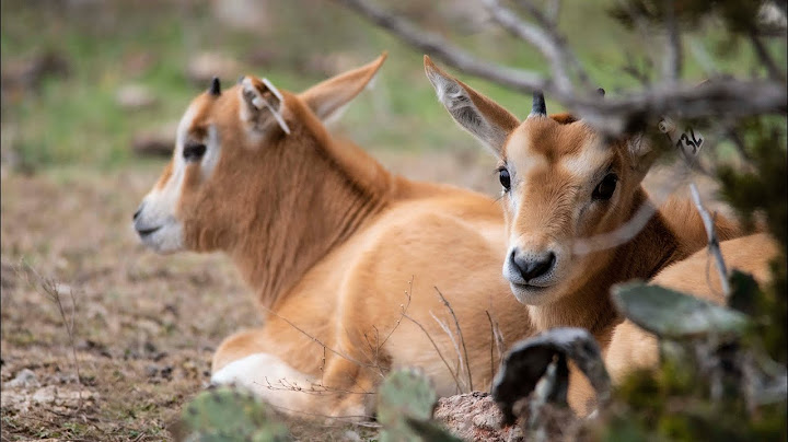 สค ม ต า ฮอร น ออร ก scimitar-horned oryx