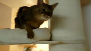 Cat trick in training: Pose by Piivi 223 views 4 years ago 26 seconds