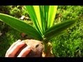 Growing Coconut Palms From Store-bought Coconuts (Update #4)