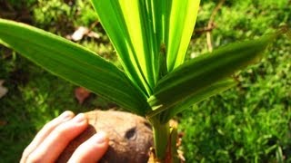 Growing Coconut Palms From Store-bought Coconuts (Update #4)