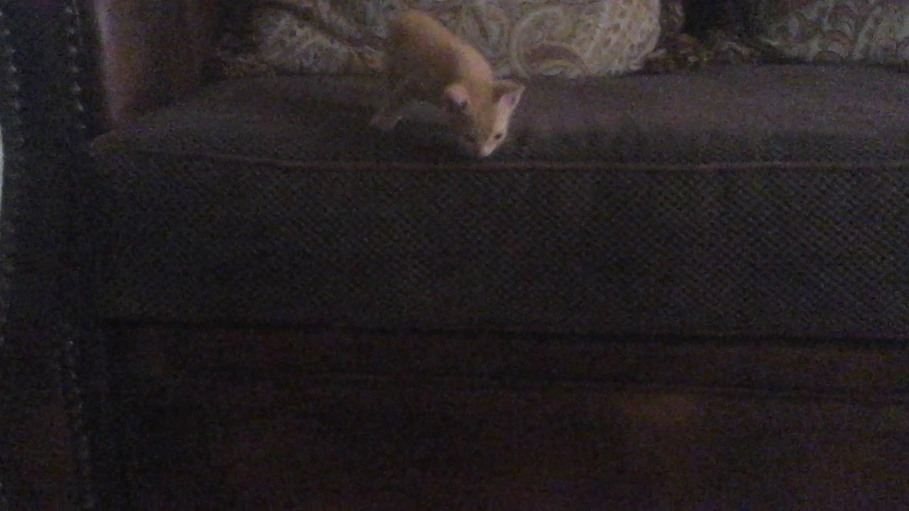 My kitty doesn't know how to go down of the sofa!
