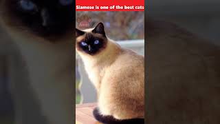 cat Siamese, is one of the best cats