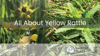 All about Yellow Rattle (Rhinanthus minor) and how to establish it.