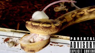 3 Ball Python Live Feeding! Documentary Net Worth