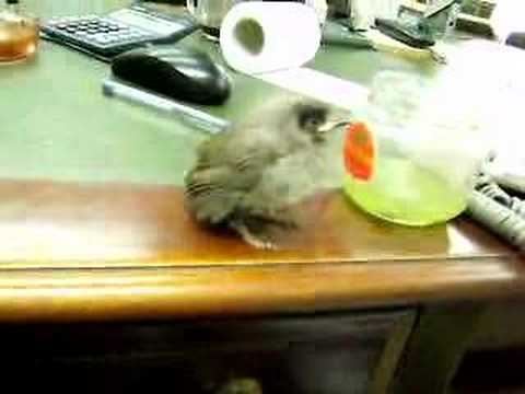 בובי הבולבול Bird 