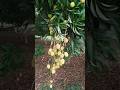 what a fruits || beautiful fruits|| superb quality fruits