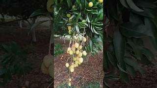 what a fruits || beautiful fruits|| superb quality fruits