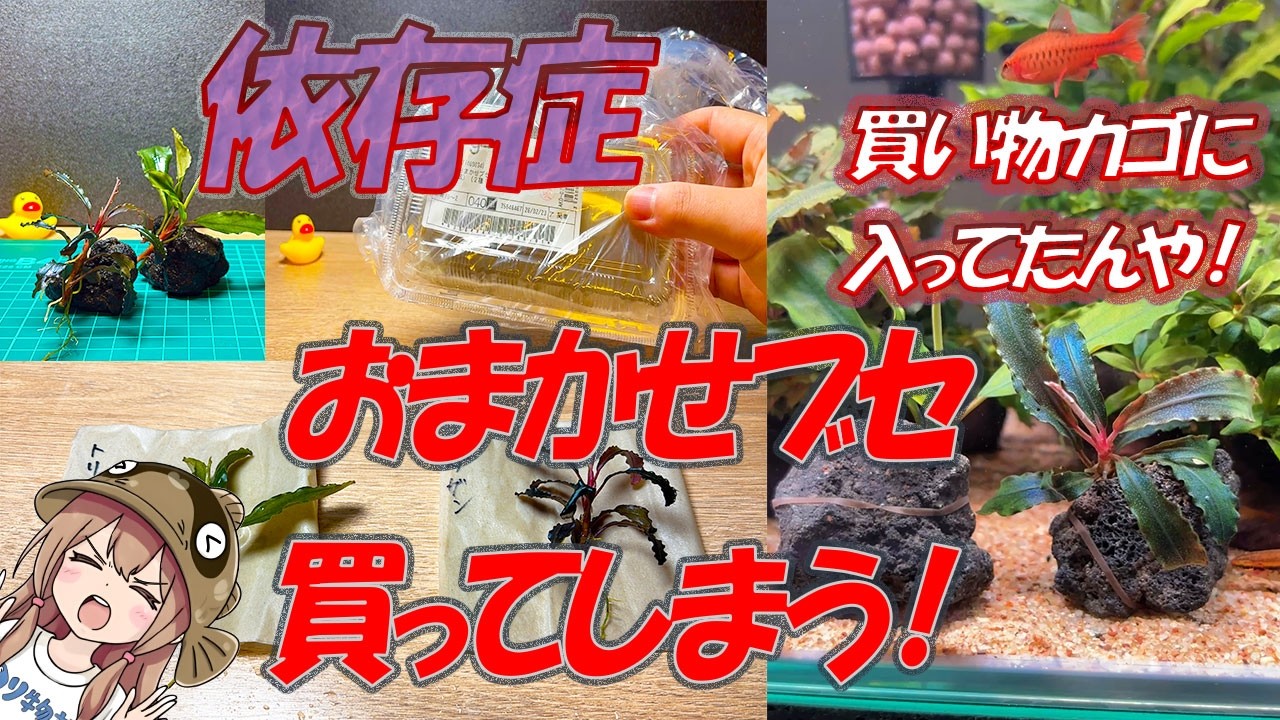 買いすぎ注意！2026おまかせブセ水中葉セットの満足度を体感せよ