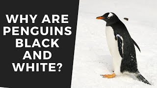 Why are penguins black and white?
