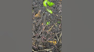 #redwigglers #worms #vermicompost #vermicomposting #composting #craigscompost