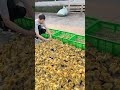 Duck Eggs Harvest | Duck Farming | Village farming|Farming #shorts #duck #farming #food