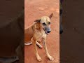 Cute 🥰 dog 🐶 love