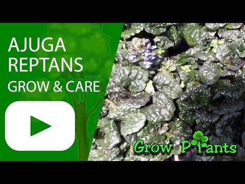 Vidéo: Container Grown Ajuga - Comment prendre soin des plantes d'Ajuga en pot