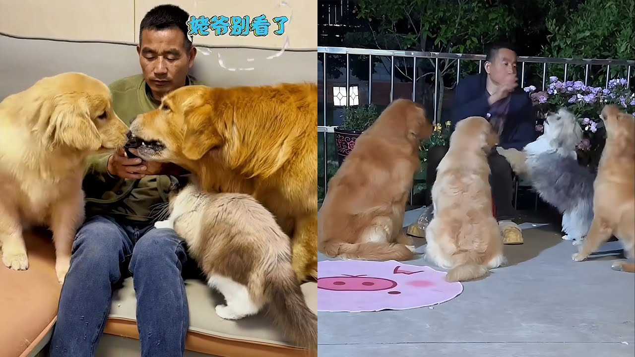 Пусть каждая маленькая собака встретит хорошего владельца ❤️ #聪明旺豆豆 #goldenretriever