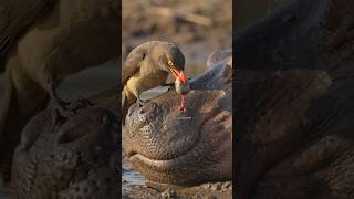The most satisfying wildlife cleanup ever🙂