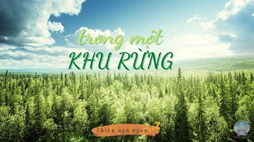 Thiền Ngủ Ngon | Trong Một Khu Rừng (có lời dẫn) | Inner Space