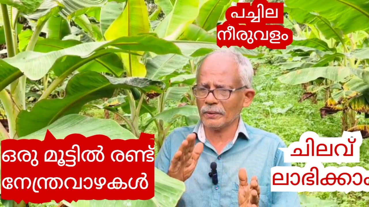 ഏത്ത വാഴയ്ക്ക് ശരിയായ സമയങ്ങളിൽ വളപ്രയോഗം| ജലസേചനവും ജൈവ സ്ലറി ഉപയോഗം|ചിലവ് കുറച്ച് കൂടുതൽ വരുമാനം